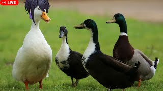 【🔴Goose Goose Duck】ปู๊ดปู๊ดป๊าด with friends