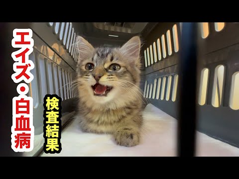 保護子猫のエイズ・白血病の検査結果です