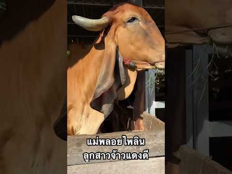 แม่พลอยไพลินลูกสาวจ้าวแดงดี+แ