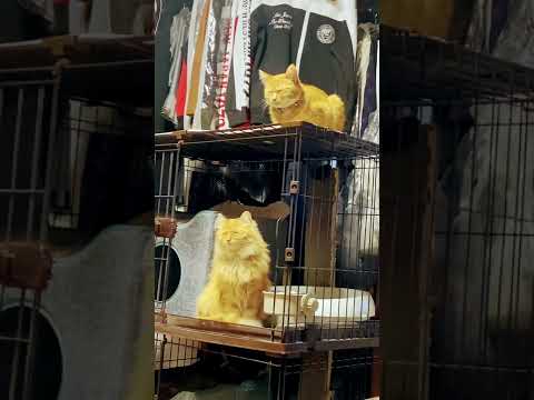 北京冬季オリンピックのフィギュアを応援してると思ったら眠ってる茶トラ猫たち