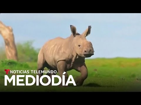 Video del día: Dan la bienvenida a una cría de rinoceronte blanco, una especie amenazada