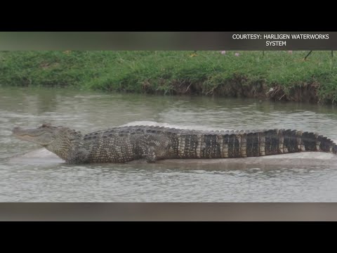 Alligator spotted in Rio Grande Valley reservoir