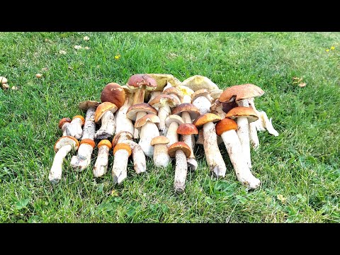 #เก็บเห็ด🍄🍄ผึ้งหวานในต่างแดนจร #เก็บเห็ด🍄🍄ผึ้งหวานในต่างแดนจร