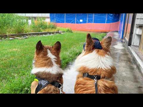 想定外の『大雨』の中、ずぶ濡れ覚悟で犬達と『お出かけ』した結果…【イコロの森】