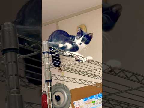 クルクルくるりん🌀😺#shots #cat #好きな子猫 #モフ猫 #子ネコ #癒し #元気になる動画 #癒し #かわいい #ハチワレ 、