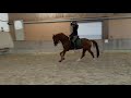 Horse Dressage mare for breeding