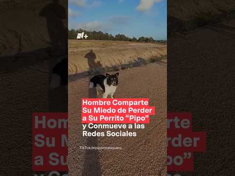 Video de perrito Pipo conmueve a las redes sociales - N+ #Shorts