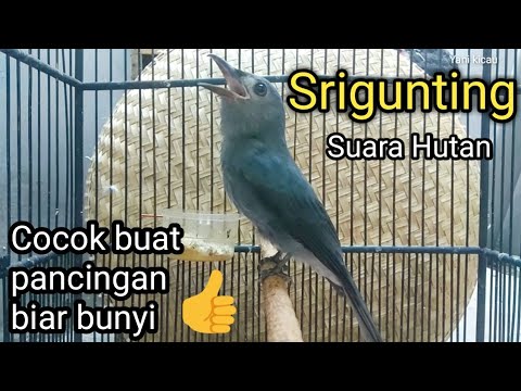 Srigunting Abu Abu Gacor Efektif buat pancingan srigunting biar bunyi
