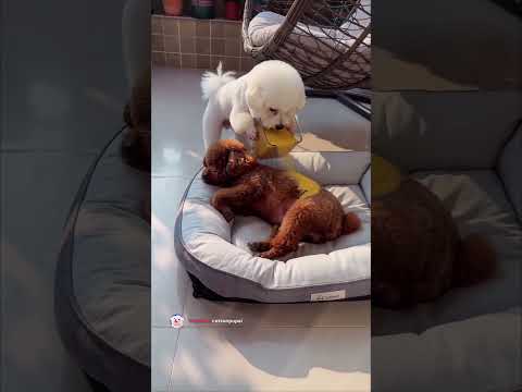 The Poodle Woke Up as a Bird Feeder 😂🐦 #shorts  #funnydogs   #funnyanimals #petcomedy #dogprank