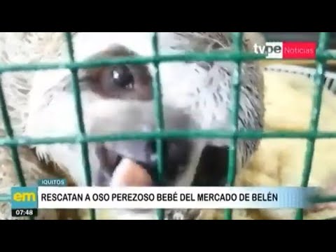Iquitos: Policía Ambiental rescata a oso perezoso bebé del mercado Belén
