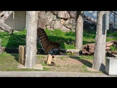 【天王寺動物園】関西大倉高校生作製のおもちゃープールに浮かべた竹製いかだ