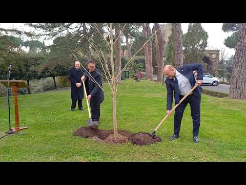 Plantan un ginko biloba en los Jardines Vaticanos, símbolo de responsabilidad hacia la Creación