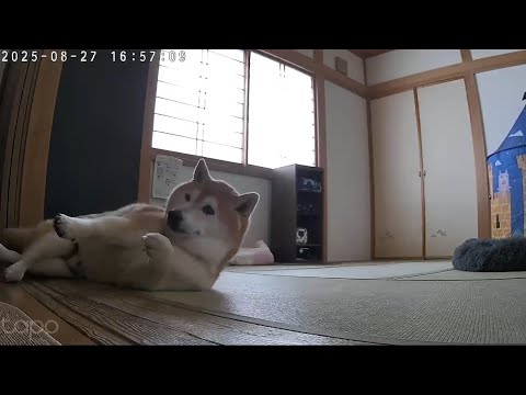 眠そうな柴犬の癒し映像｜監視カメラに映るかわいい瞬間 サムネイル