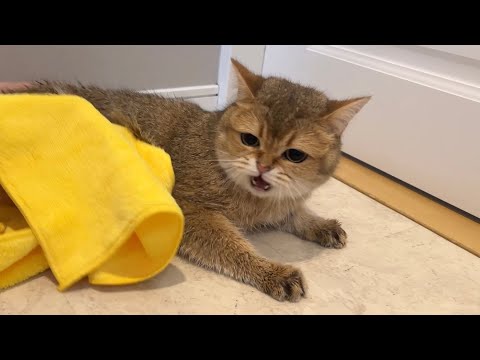 おもらししてお風呂に入れられてキレる猫の癖が強すぎる件w