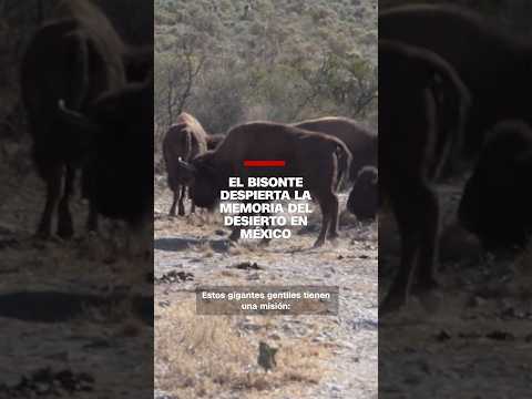 El bisonte despierta la memoria del desierto en México