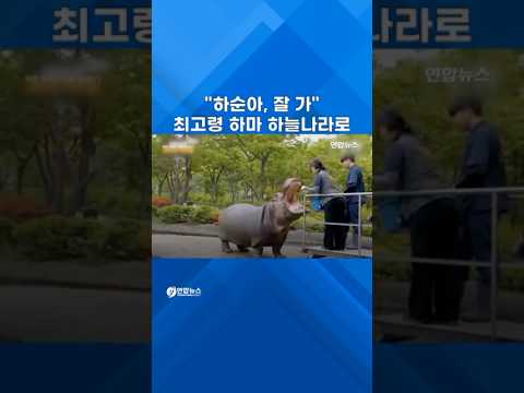 "하순아, 잊지 않을게"…국내 최고령 하마 무지개별로 #shorts