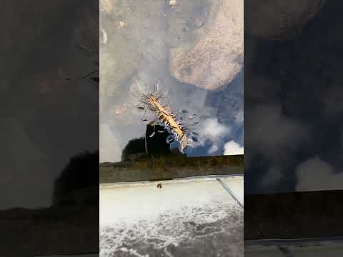 お池にハマったムカデにたかるアメンボたち