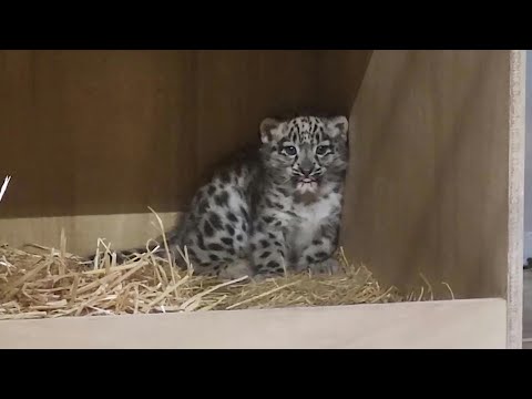 Snow leopard cub born in UK's Chester Zoo | AFP