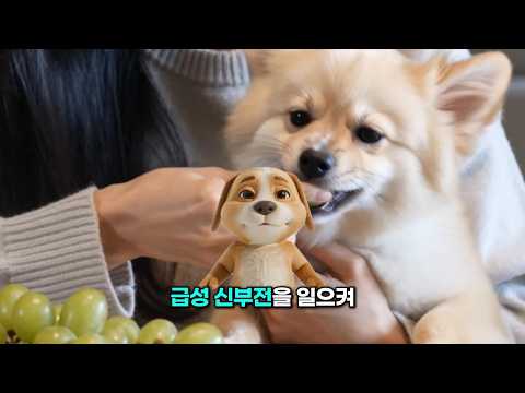 우리 강아지 고양이,지금까지 아무런 간식이나 먹이셨나요?
