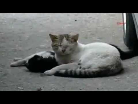 Video: Stai ka reiskia draugyste  - 