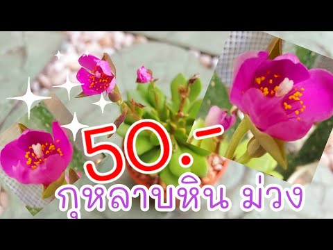 กุหลาบหิน-กุหลาบม่วง-50.--ดอกส กุหลาบหิน-กุหลาบม่วง-50.--ดอกส