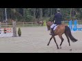 Show jumping horse Kristo van het Gehucht