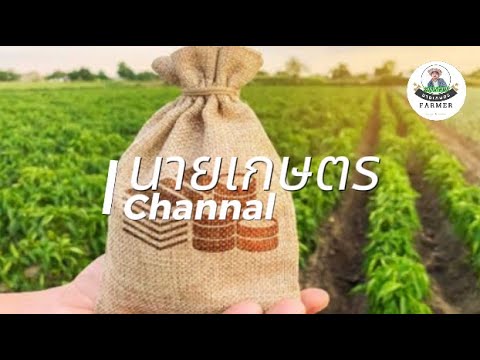 นายเกษตร Channel เมล็ดพันธุ์พืชผักเศรษฐกิจงอกง่ายโตไวผลผลิตเต็มกระสอบ