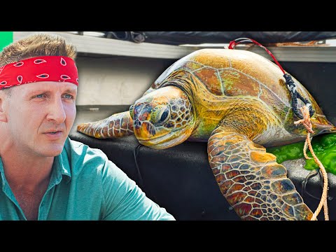 Eating Sea Turtle!! Why The Australian Tradition Continues!!