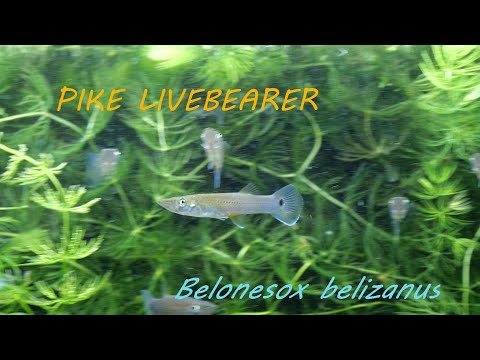 PIKE LIVEBEARERS - Belonesox belizanus - Rare Pred Pike Livebearers - Belonesox belizanus, a rare predatory freshwater fish.

Enjoy this footage of Bel
