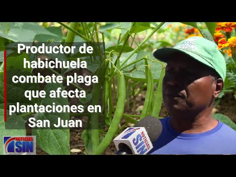 Productor de habichuela combate plaga que afecta plantaciones en San Juan