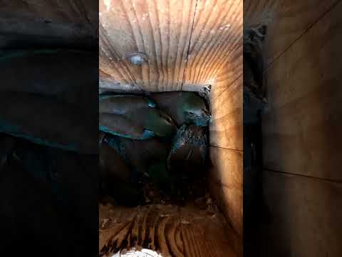 Szalakóta fiókák a Cserebökényi pusztán #szalakóta #roller #természetvédelem