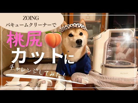犬の動画サムネイル - 【ZOING】バキュームクリーナーで憧れの桃尻カットにチャレンジしてみた🍑