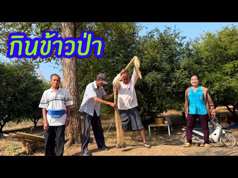 กินข้าวป่า