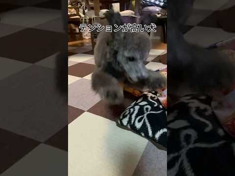 【犬あるある】テンションが高い犬 #トイプードル #犬 #かわいい #癒し #見て #犬のいる生活 #多頭飼育