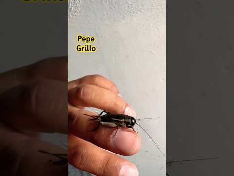 #pepe #grillo la #belleza de los #grillos #tegusta #viral #shortvideo #shorts
