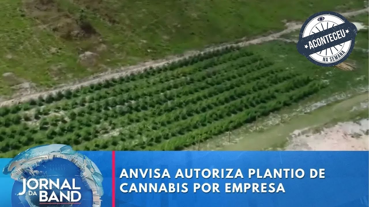 Anvisa autoriza plantio de cannabis por empresa | Aconteceu na Semana