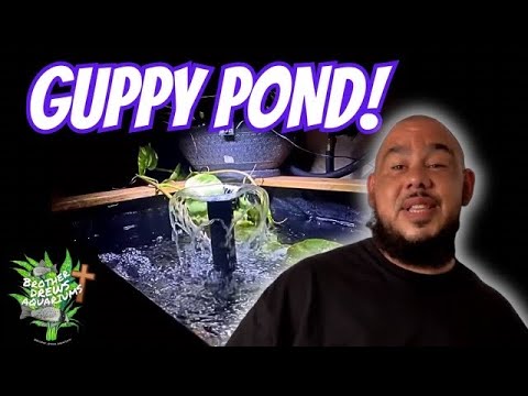 DIY Guppy Pond! - Keeping it SIMPLE Finally got to stock the mini pond, I went with a mixture of guppies & our local breeder allowed us 