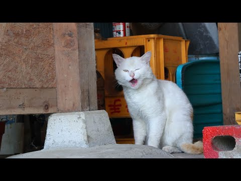 猫の動画サムネイル - 野良猫お食事　250704