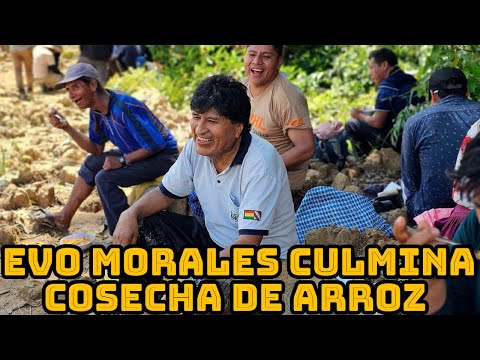 EVO MORALES TRABAJO DURANTE TODO EL DIA EN LA COSECHA DE ARROZ JUNTO SENADOR LOZA..