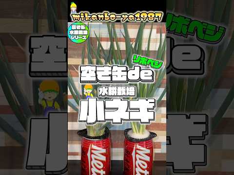 スーパーで買った小ネギを何回再生出来るか実験してみた/Endless Green Onions? Regrow Experiment
