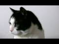 MoreFlippyCat