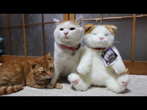 猫の動画サムネイル - かご猫LIVE配信　2025年05月17日
