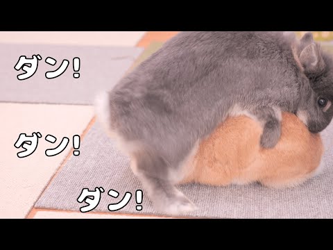 ムギのしつこさに、さすがのミミも怒って「足ダン」を連発していました【No.1677】