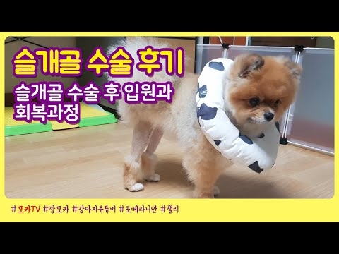 슬개골 탈구 수술 후기 2탄 - 수술하고 입원과 회복하는 과정 / 미니 다큐 모카 극장