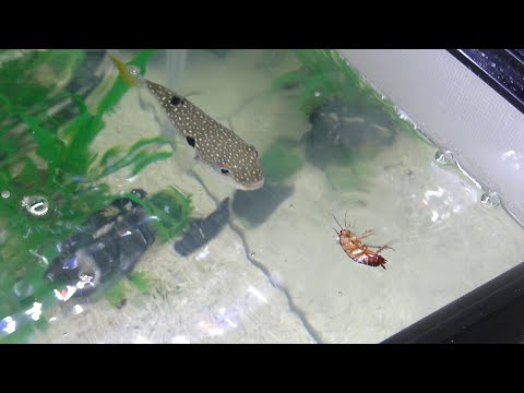 フグにアイツあげてみた