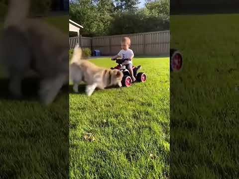 Dog Vs Snake, A Loyal Golden Retriever Dog Saves A Little Boy From A Snake! #dogshorts #rescue