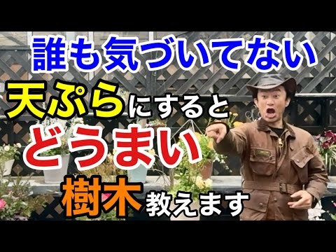 【目からウロコ】実は庭のその樹木は天ぷらで食べられます　　　　　　　　　【カーメン君】【園芸】【ガーデニング】【育て方】