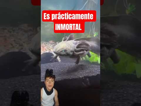 Conoce al Ajolote, el Pokémon de la Vida Real