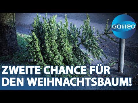 30 Mio. Weihnachtsbäume pro Jahr! So lebt der Baum noch nach Weihnachten | Galileo | ProSieben