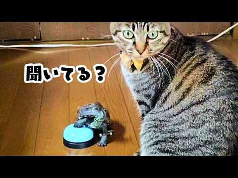 小雪ちゃんと軍曹に「おいで」と言ってみたら…【I said 